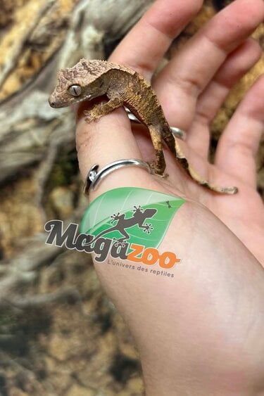 Magazoo Gecko à crête Tiger Flame Bébé