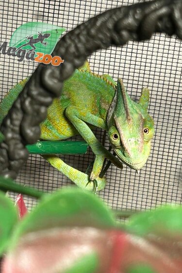Magazoo Caméléon casqué du Yémen #3 Bébé Mâle