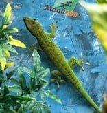 Magazoo Gecko diurne géant de Madagascar Mâle juvénile (Né en captivité)