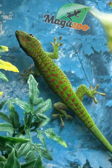 Magazoo Gecko diurne géant de Madagascar Mâle juvénile (Né en captivité)