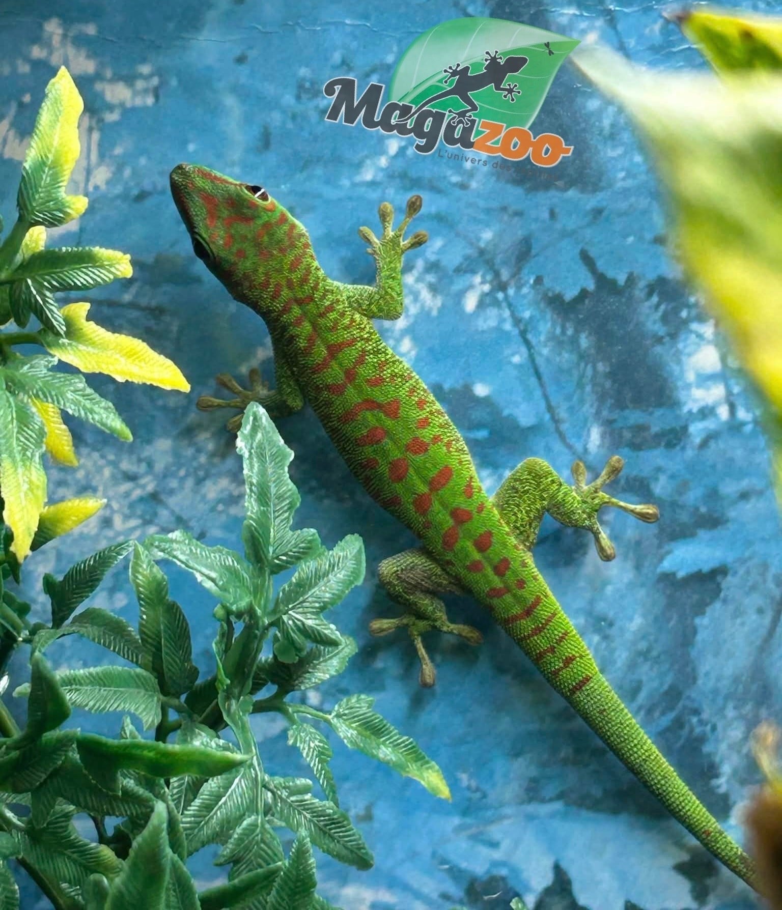 Magazoo Gecko diurne géant de Madagascar Mâle juvénile (Né en captivité)