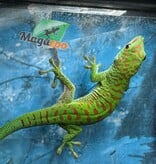 Magazoo Gecko diurne géant de Madagascar Mâle juvénile (Né en captivité)