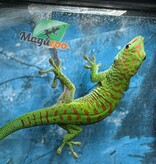 Magazoo Male Juvenile Madagascar giant day gecko (Captive Born)