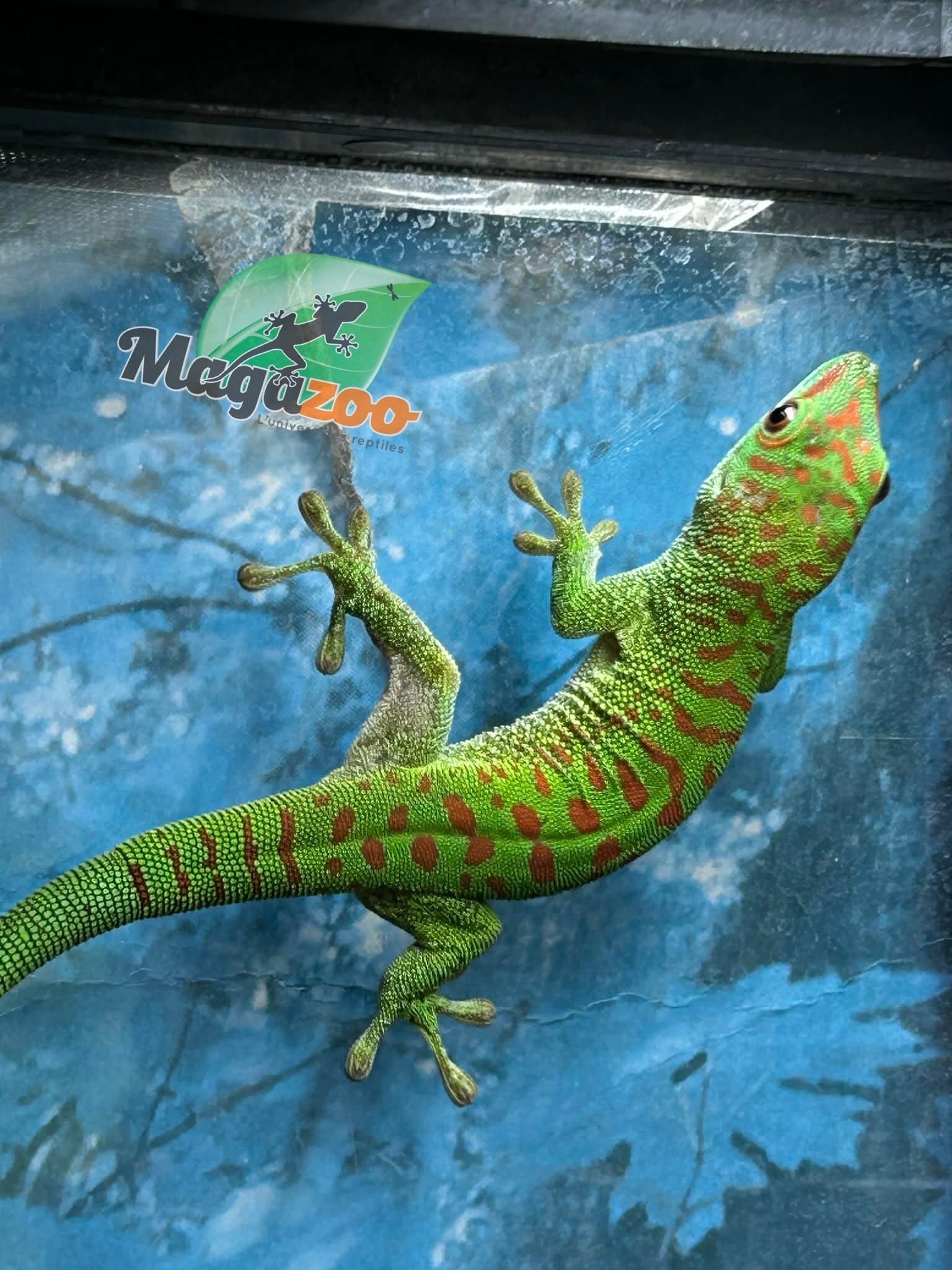 Magazoo Gecko diurne géant de Madagascar Mâle juvénile (Né en captivité)