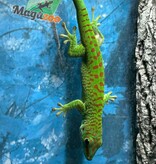 Magazoo Male Juvenile Madagascar giant day gecko (Captive Born)