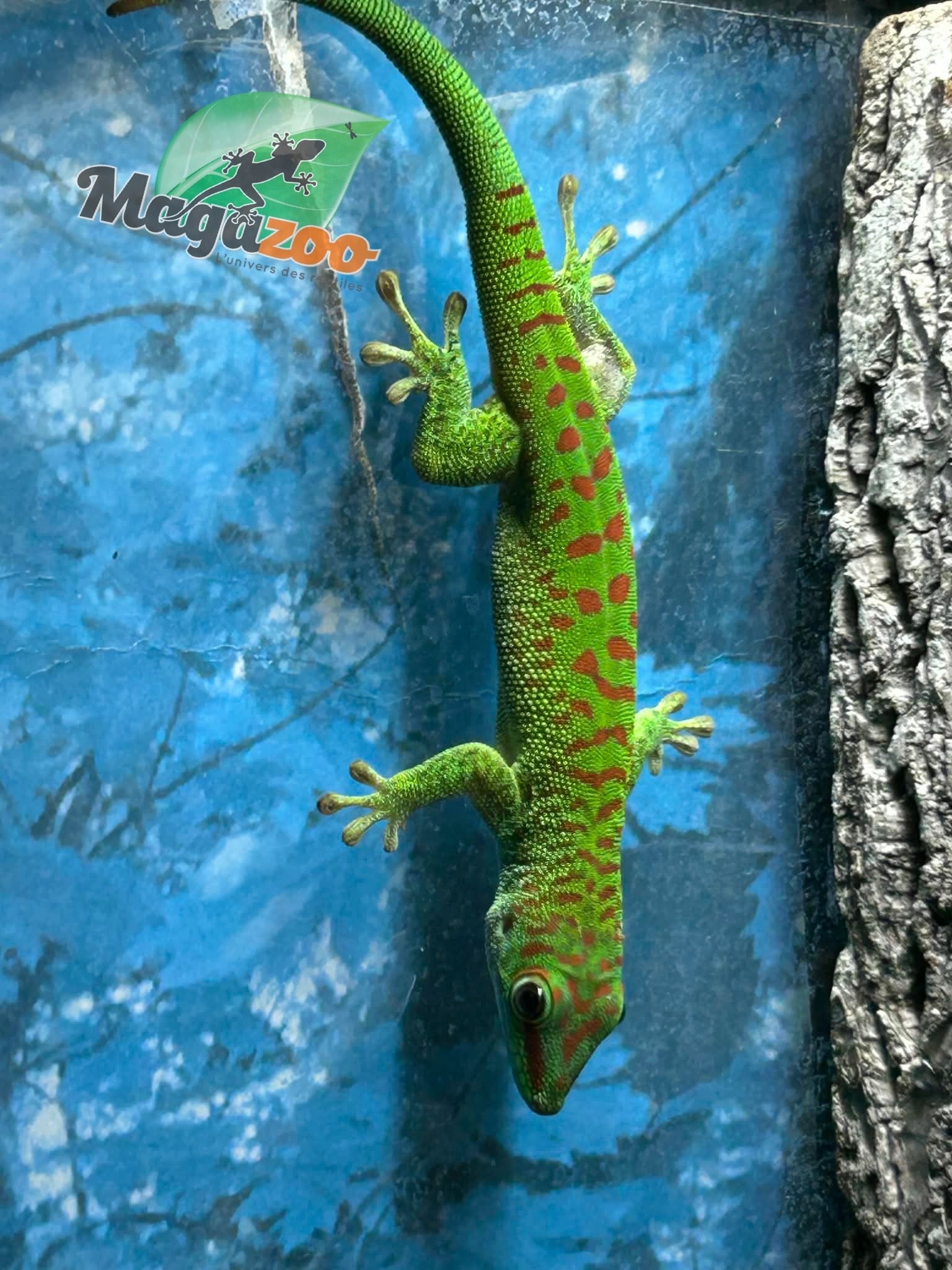 Magazoo Gecko diurne géant de Madagascar Mâle juvénile (Né en captivité)