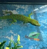 Magazoo Gecko diurne géant de Madagascar Mâle juvénile (Né en captivité)