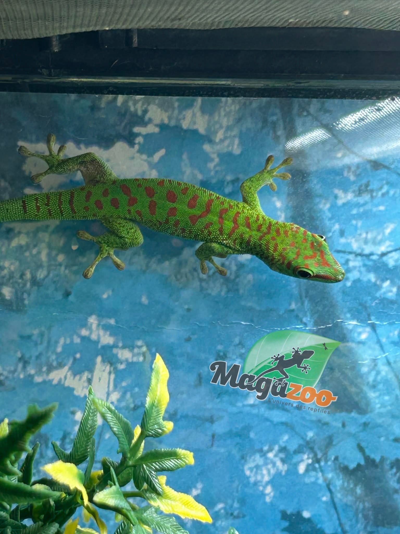 Magazoo Gecko diurne géant de Madagascar Mâle juvénile (Né en captivité)