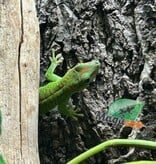 Magazoo Gecko diurne géant de Madagascar Mâle juvénile (Né en captivité)