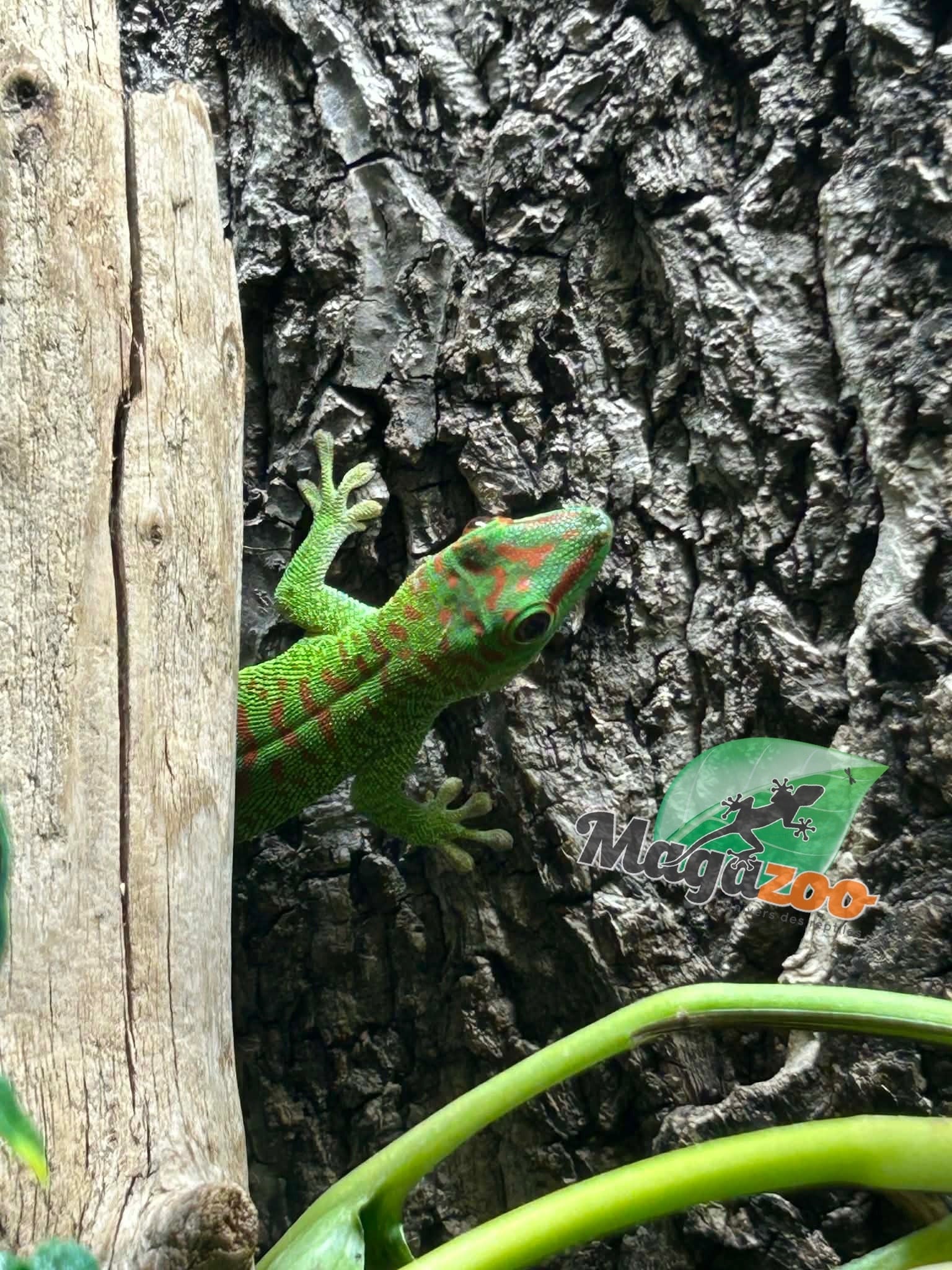 Magazoo Gecko diurne géant de Madagascar Mâle juvénile (Né en captivité)