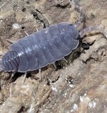 La Swamp Cloporte - Isopod ISO-PRU-BLU-15 P. Pruinosus bleue poudre 15+
