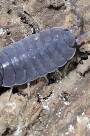 La Swamp Woodlice Isopods P. Pruinosus blue Powder 15+