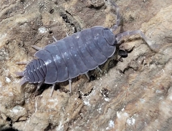 La Swamp Cloporte - Isopod ISO-PRU-BLU-15 P. Pruinosus bleue poudre 15+