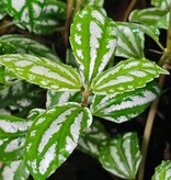 La Swamp Plant Pilea cardierei