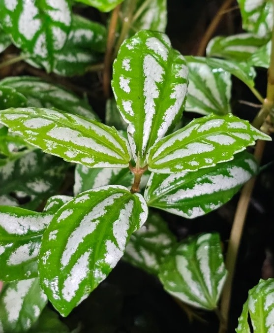 La Swamp Plant Pilea cardierei