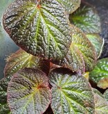 La Swamp Begonia Manaus Plant