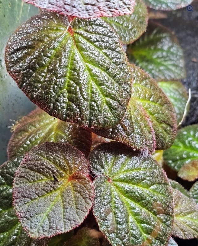La Swamp LA SWAMP PLANT-BEG-MAN Plante Begonia Manaus
