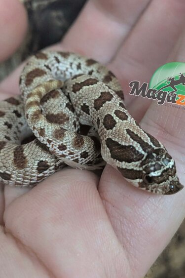 Magazoo Red-Line Conda (het albino) Western Hognose #1