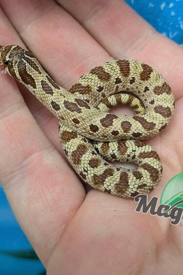 Magazoo Red-Line Conda Western Hognose (het albino) #2