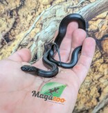 Magazoo Female Mexican black king snake Born May 23, 2026 #3