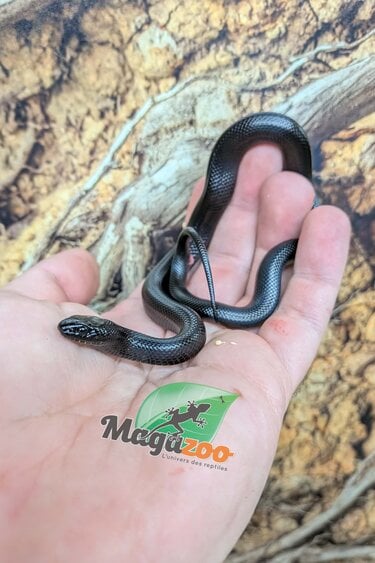 Magazoo Female Mexican black king snake Born May 23, 2026 #3