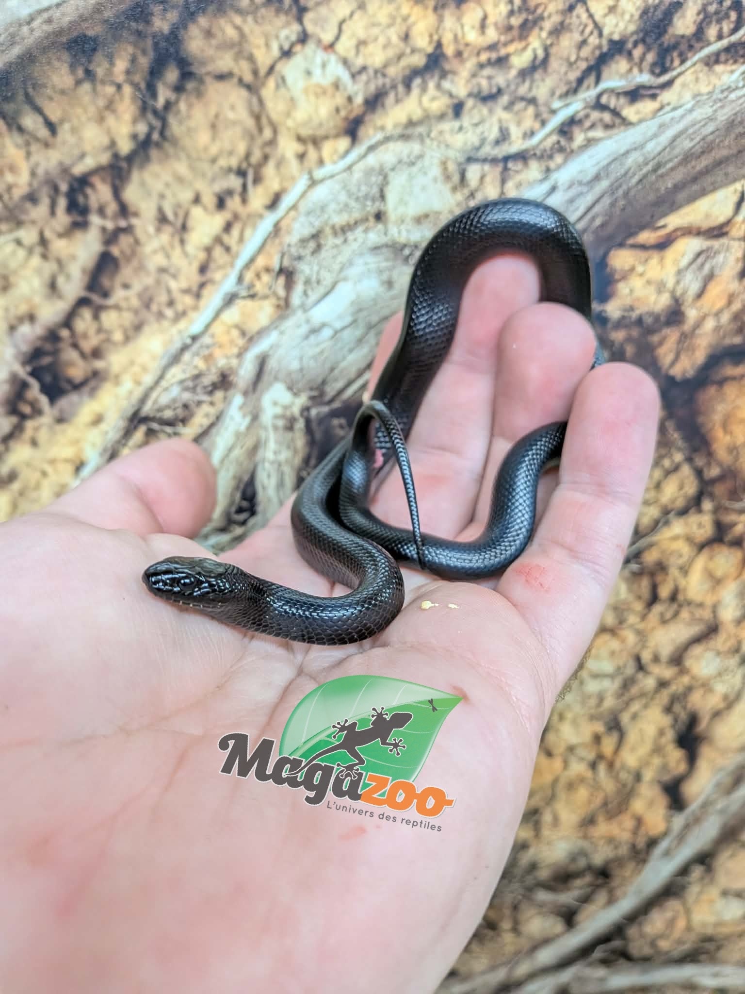 Magazoo Female Mexican black king snake Born May 23, 2026 #3