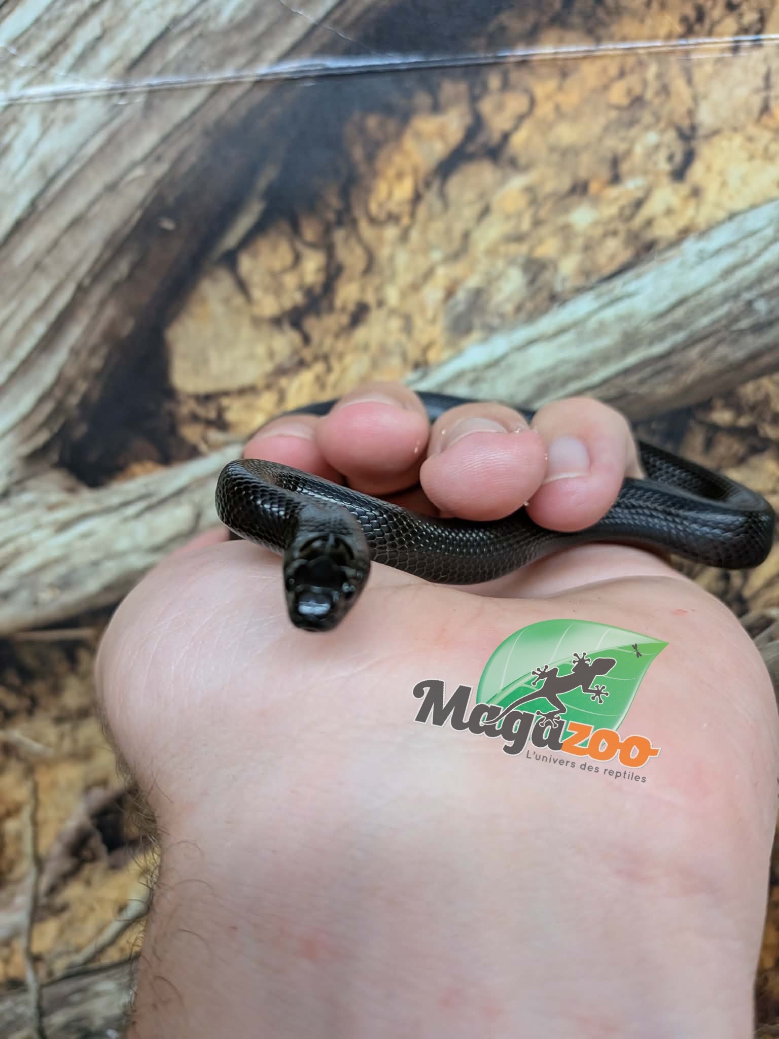 Magazoo Serpent roi noir du Mexique femelle Né 23 mai 2026 #3