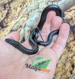 Magazoo Serpent roi noir du Mexique femelle Né 23 mai 2026 #3