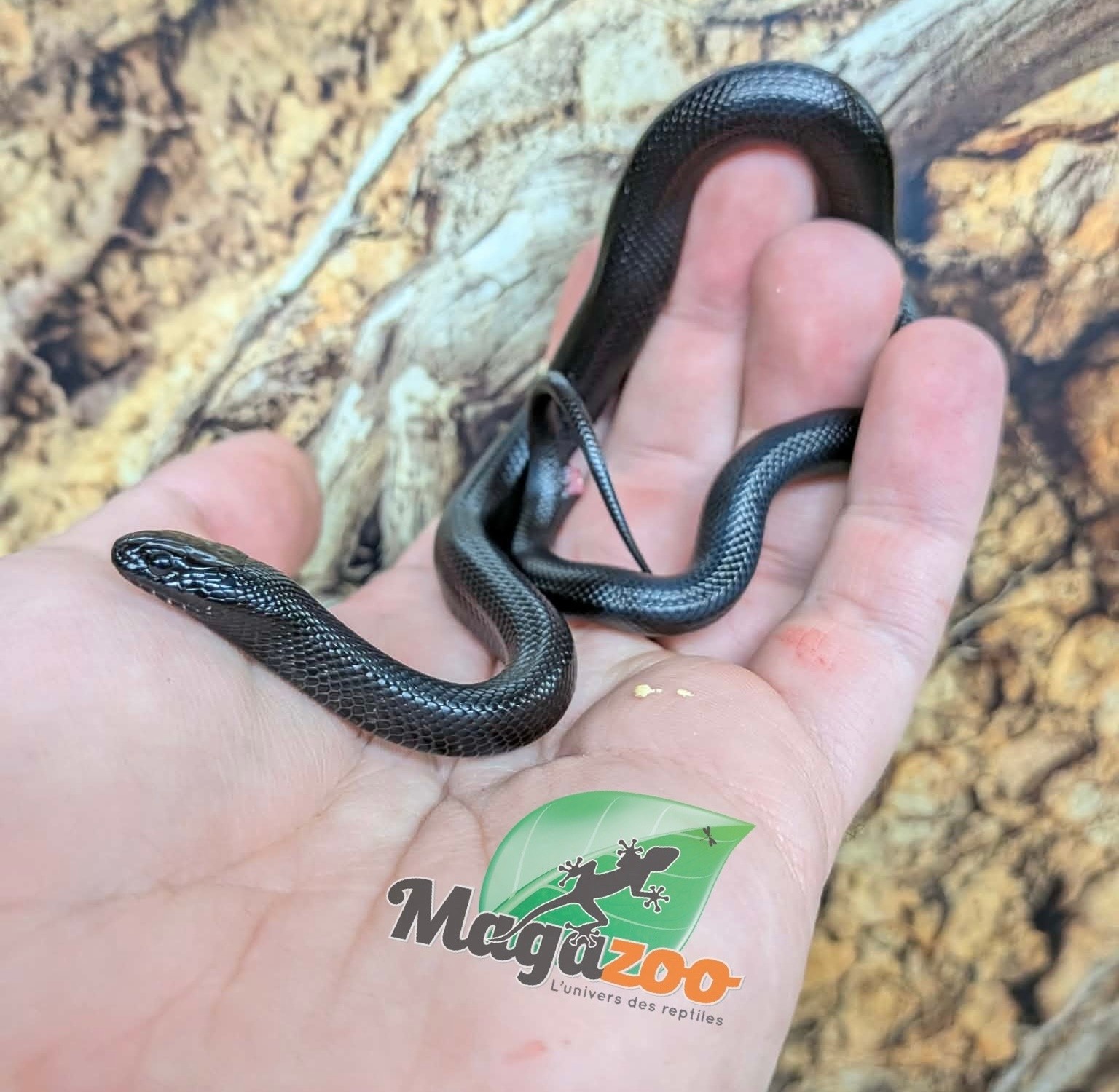 Magazoo Serpent roi noir du Mexique femelle Né 23 mai 2026 #3