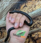 Magazoo Serpent roi noir du Mexique femelle Né 23 mai 2026 #3