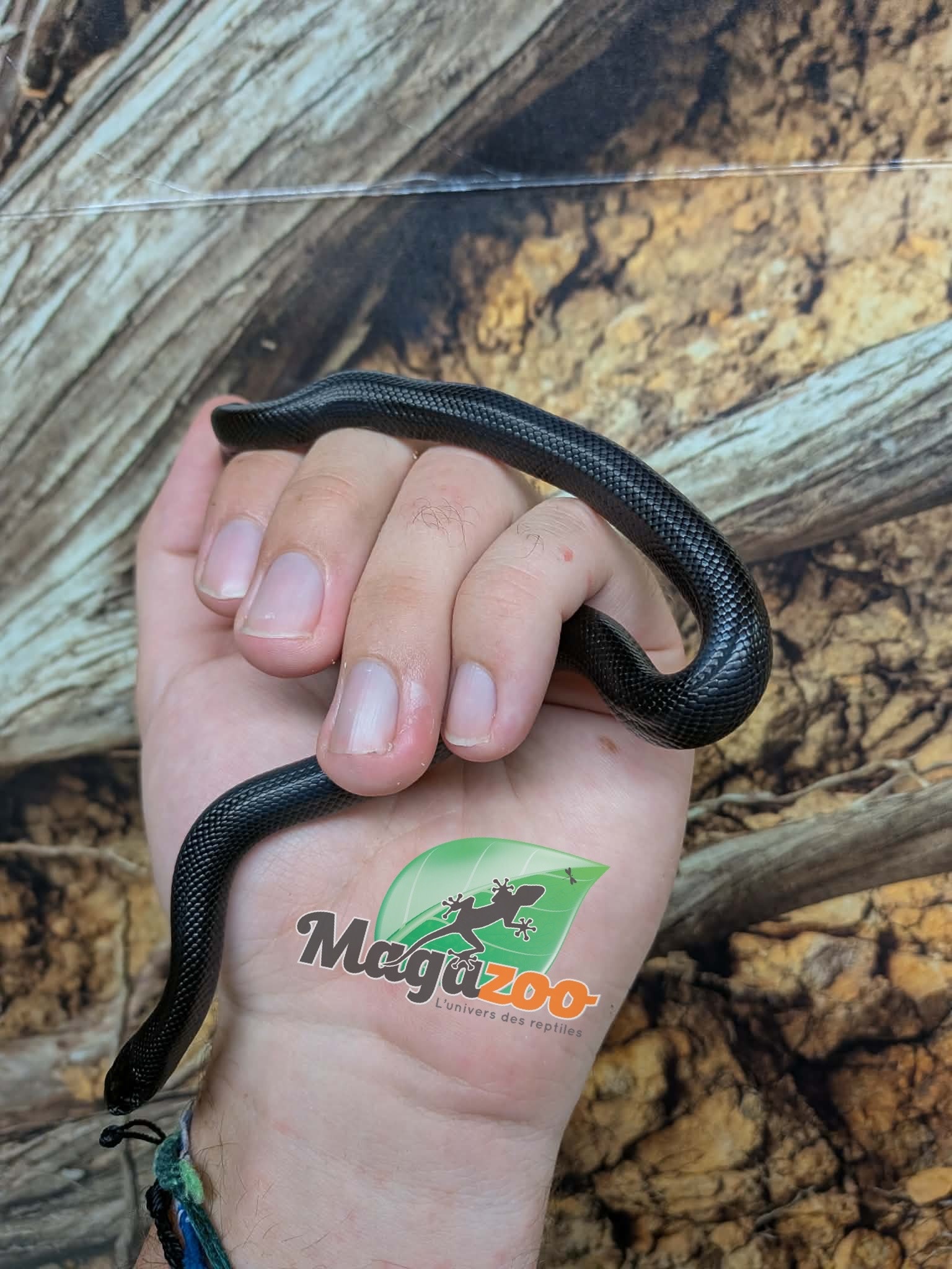 Magazoo Serpent roi noir du Mexique femelle Né 23 mai 2026 #3