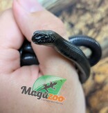Magazoo Serpent roi noir du Mexique Mâle Né 23 mai 2026 #2