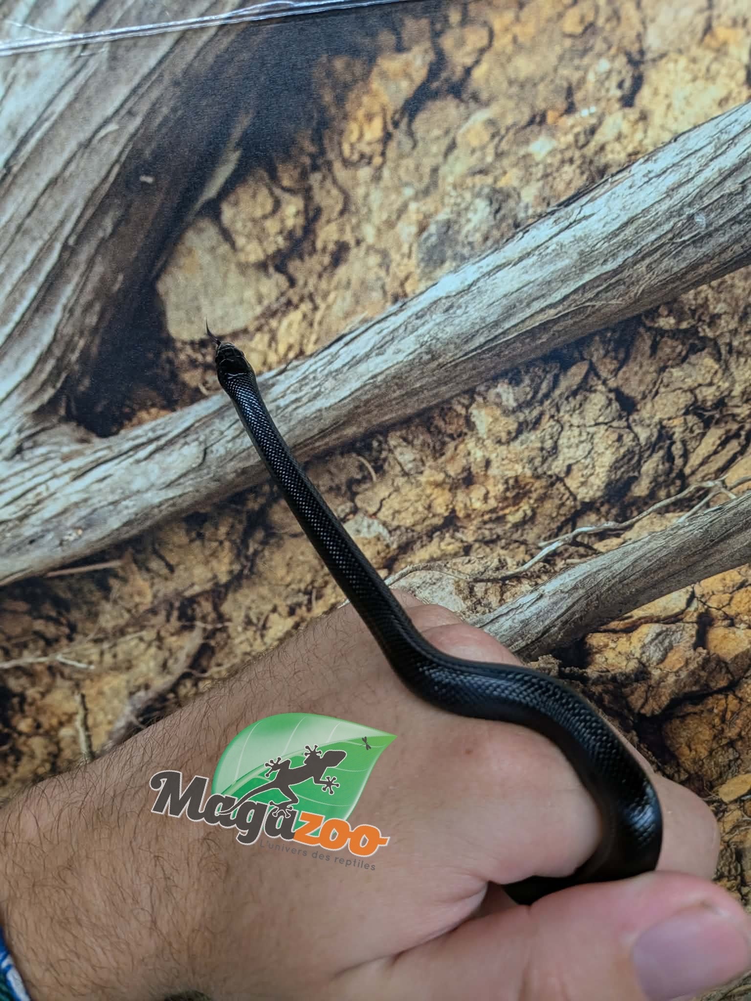 Magazoo Male Mexican black king snake Born May 23, 2026 #2