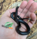 Magazoo Male Mexican black king snake Born May 23, 2026 #2