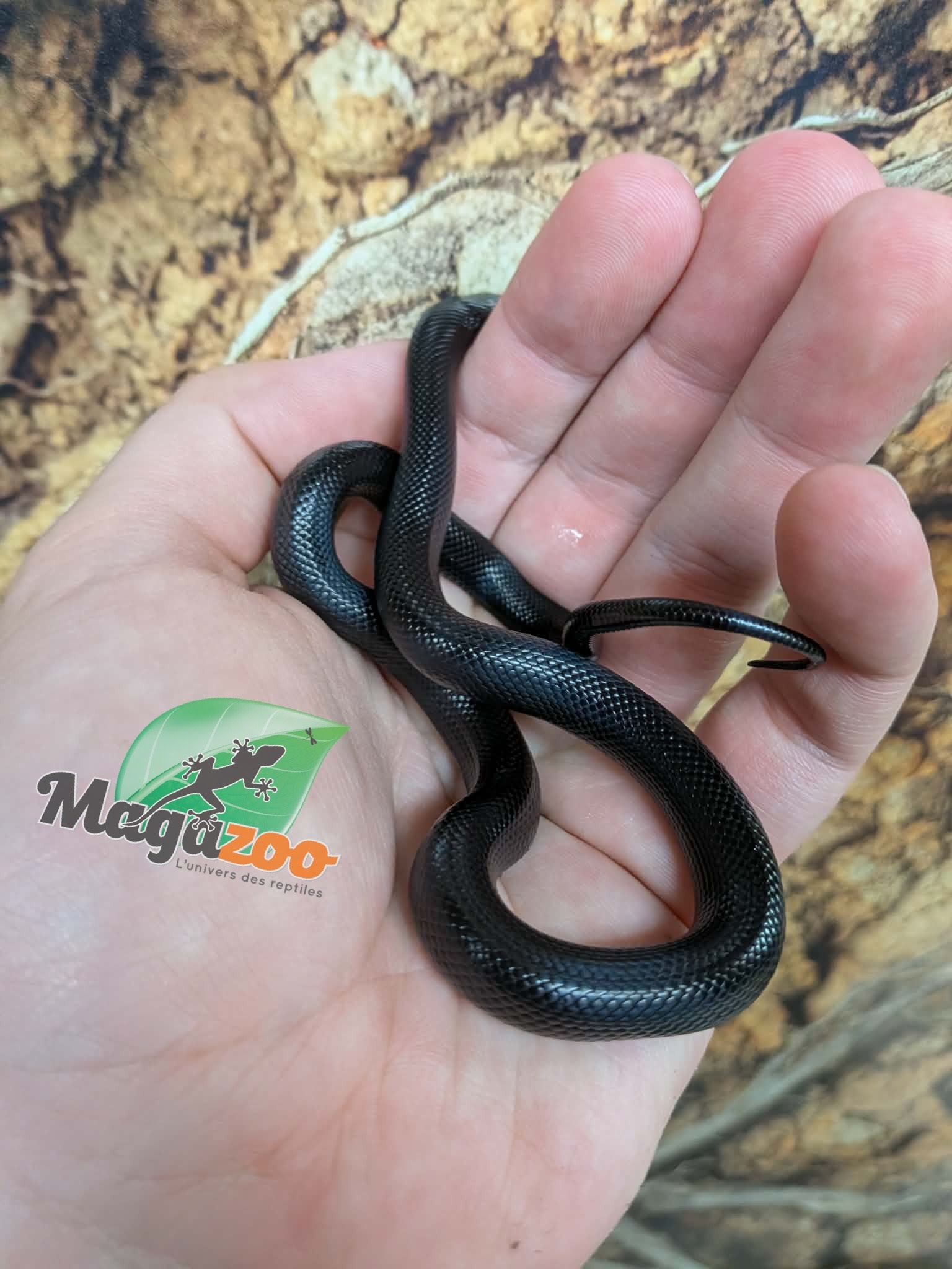 Magazoo Serpent roi noir du Mexique Mâle Né 23 mai 2026 #2