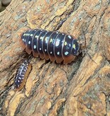 La Swamp Woodhouse Culture Isopod  Armadillidium klugii 'Montenegro' (12+)