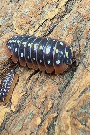 La Swamp Woodhouse Culture Isopod  Armadillidium klugii 'Montenegro' (12+)