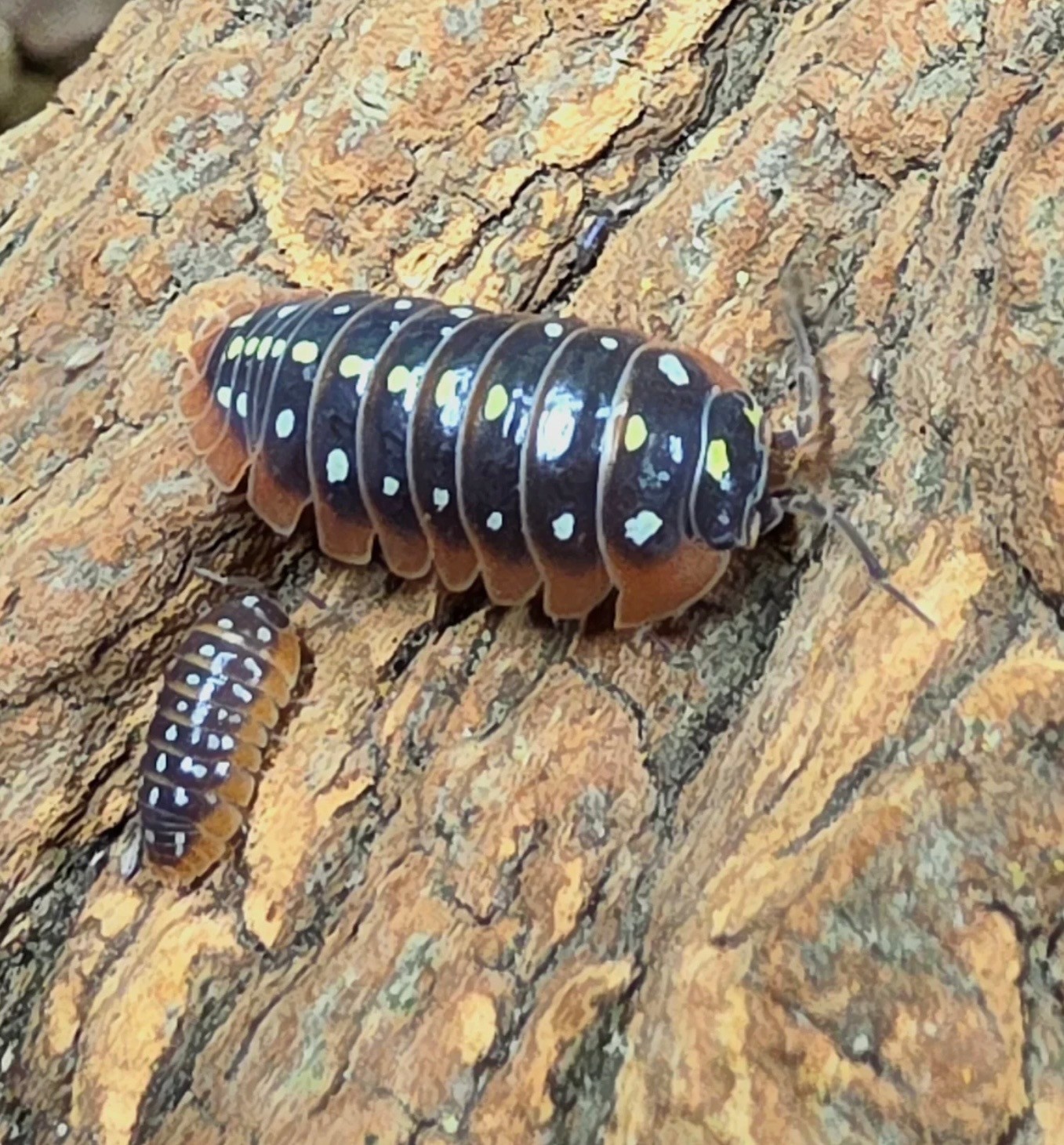 La Swamp Woodhouse Culture Isopod  Armadillidium klugii 'Montenegro' (12+)