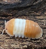 La Swamp LA SWAMP ISO-CUB-RPA-10 Culture de Cloporte Isopod  Cubaris Red Panda (10+)