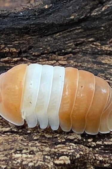 La Swamp Woodhouse Culture Isopod  Cubaris Red Panda (10+)