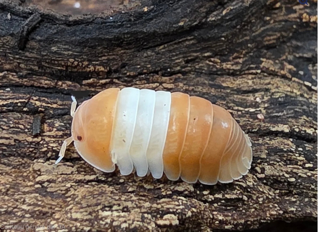 La Swamp Woodhouse Culture Isopod  Cubaris Red Panda (10+)