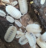 La Swamp Woodhouse Culture Isopod  Cubaris Glacier (15+)