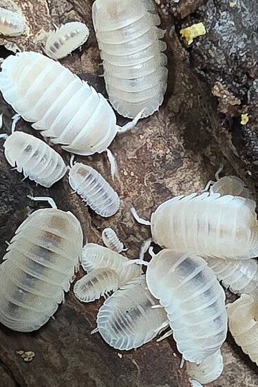 La Swamp Woodhouse Culture Isopod  Cubaris Glacier (15+)