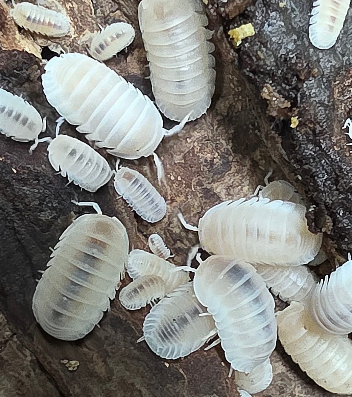La Swamp Woodhouse Culture Isopod  Cubaris Glacier (15+)