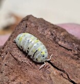 La Swamp Cloporte - Isopods   ISO-VUL-MAG-15 A. Vulgare Magic Potion Japenese 15+