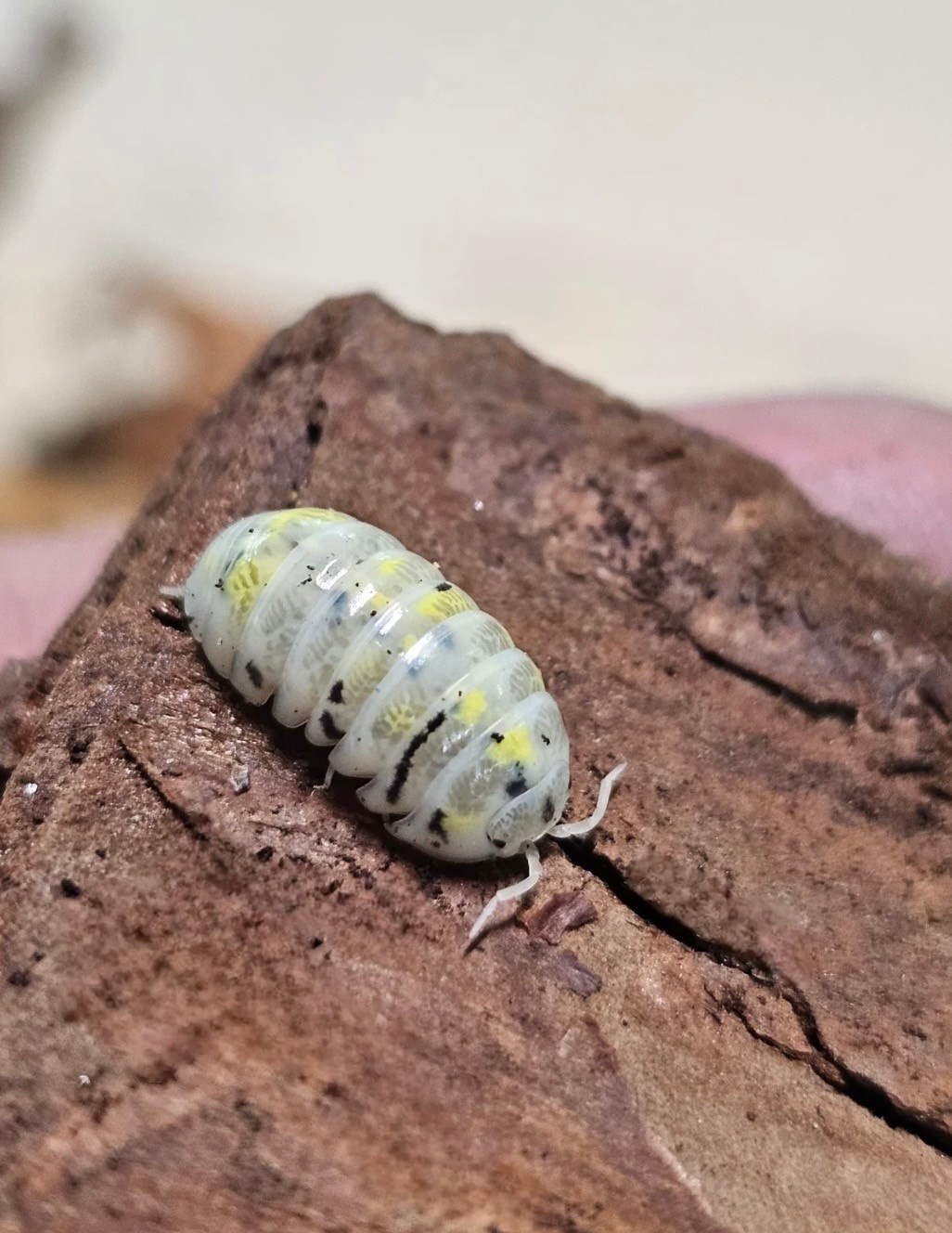 La Swamp Cloporte - Isopods   ISO-VUL-MAG-15 A. Vulgare Magic Potion Japenese 15+
