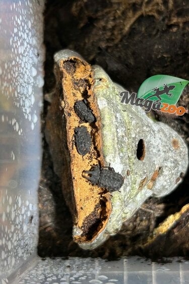 Magazoo Colony (4) Horned Fungus beetle 1 male 3 female / Bolitotherus cornutus