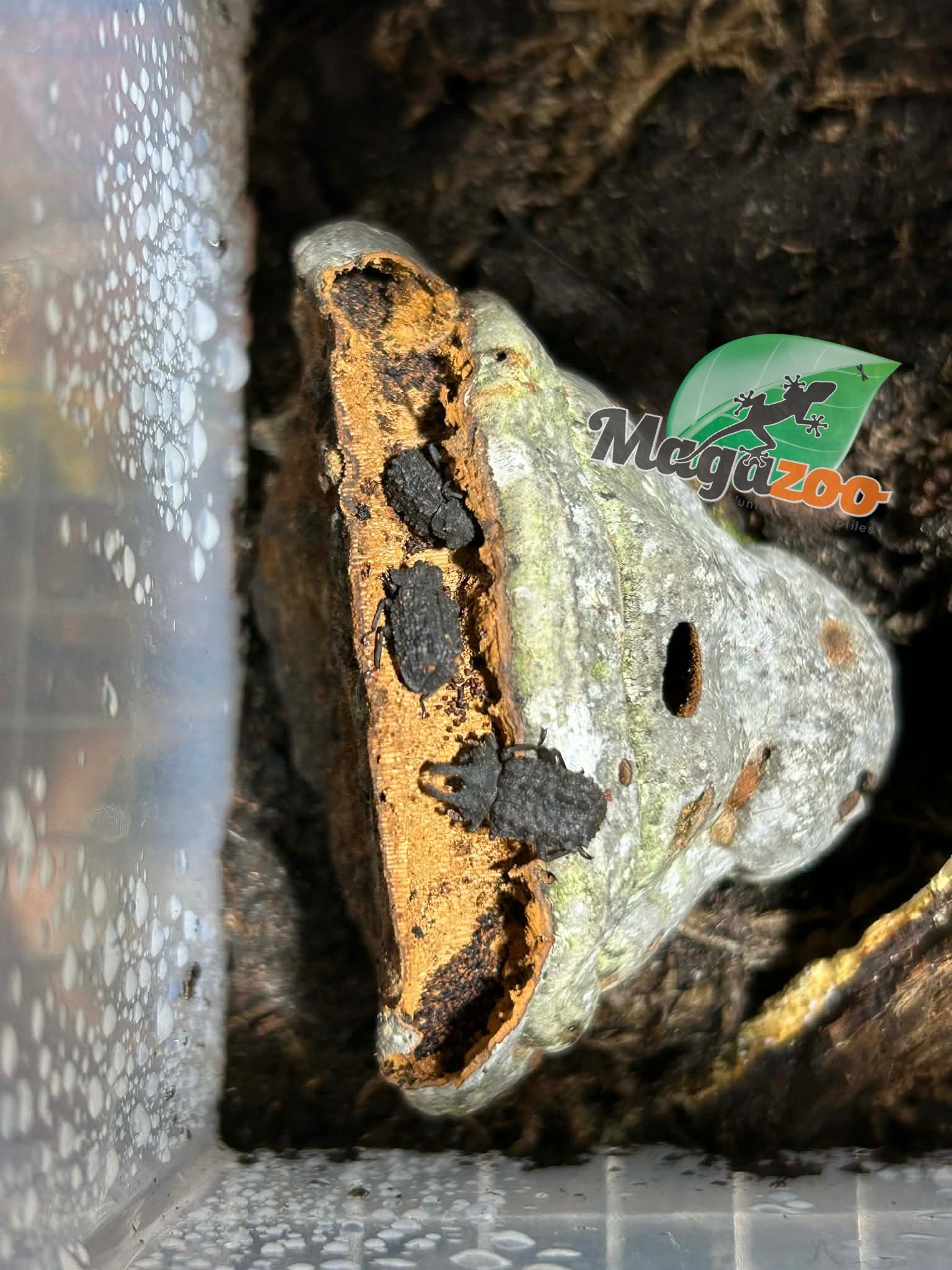 Magazoo Colony (4) Horned Fungus beetle 1.3 / Bolitotherus cornutus