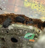 Magazoo Colony (4) Horned Fungus beetle 1.3 / Bolitotherus cornutus