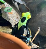 Magazoo Yellowback Patricia poison Dart frog